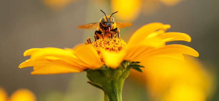 themenwelt bienen fuettern 1600x740